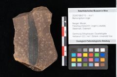 Foto (Objekt + Etikett) von Myrica lignitum Unger (NHMW-GEO-2024-0188-0715)